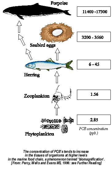 aquatic food web examples. of the food chain (often